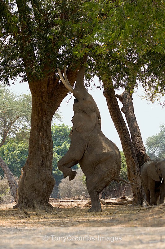Elephant  'Boswell' - Mana Pools ~ The Mammals