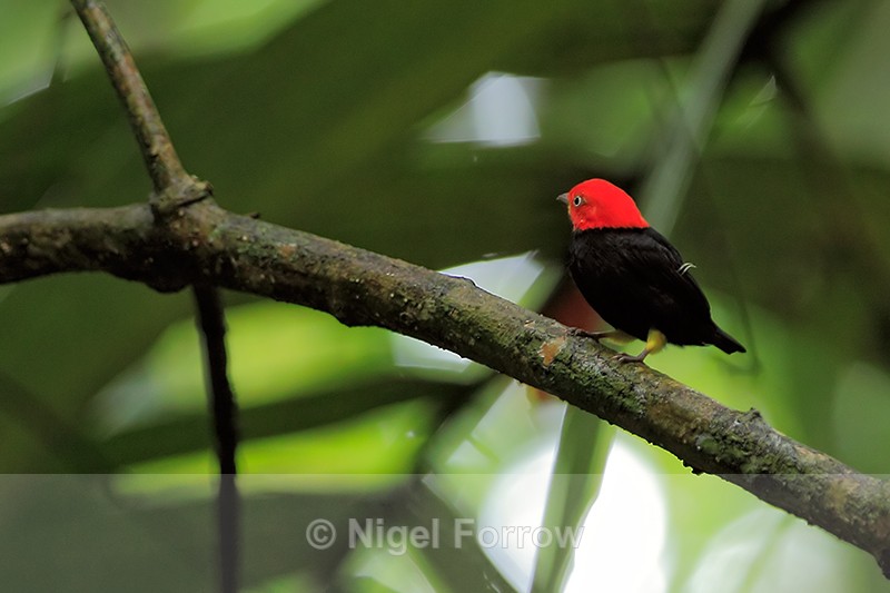 Red-capped Manakin (male), Tortuguero, Costa Rica - Red-capped Manakin
