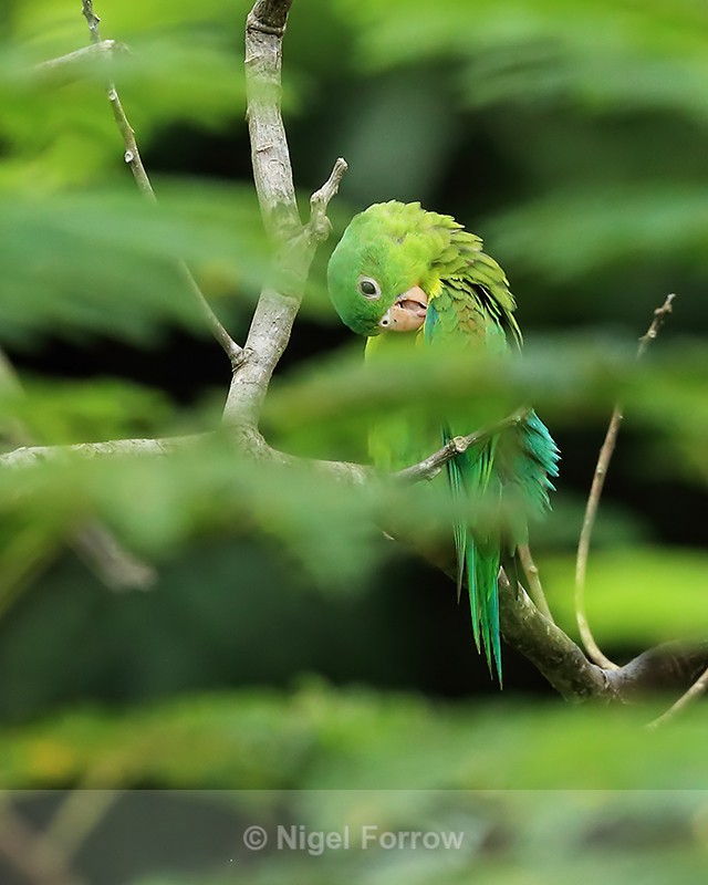Orange-chinned Parakeet preening, Panama - Orange-chinned Parakeet
