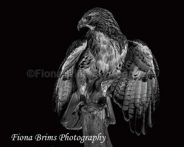 birds studio-16 - Birds of Prey