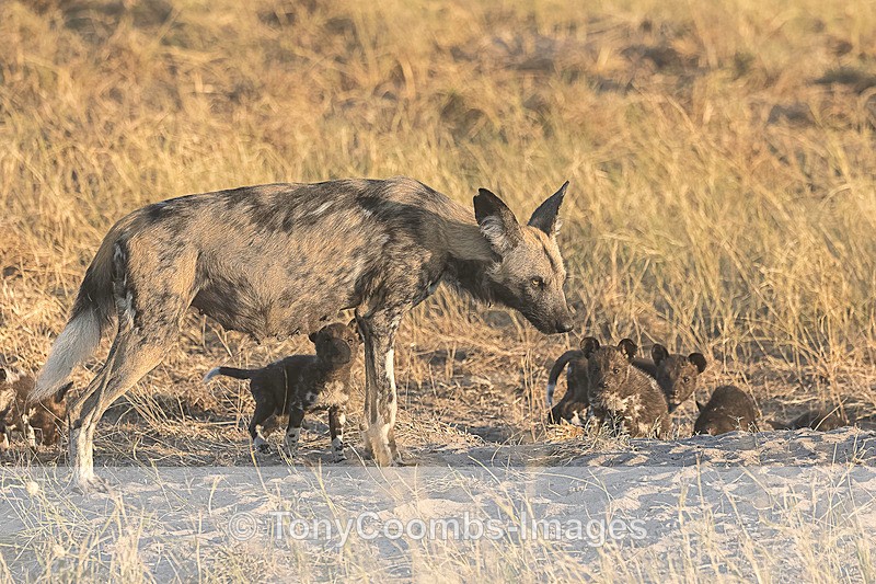 Wild Dog with pups - Botswana ~ The Mammals