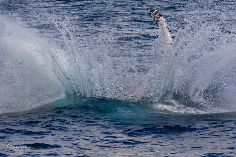 Humpback Splash 2.0A3A1129 - 2025 Whales