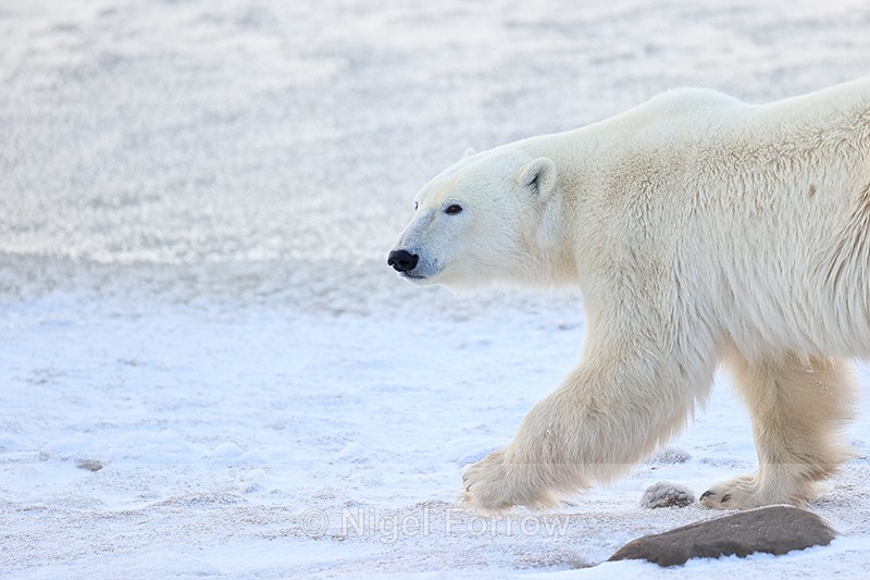 Polar Bear passes by close, Churchill, Canada - Polar Bear