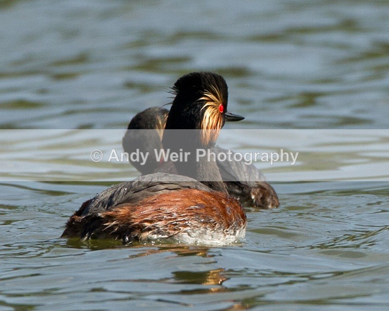 20110410-IMG_3117 - Black-necked Grebe
