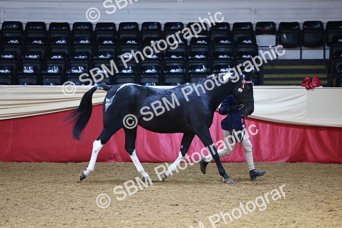 SBM_23131 - Class 903 - Supreme Final - IH Pre Vet