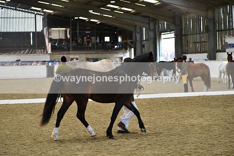 WJ5_4390 - Class 6 In hand M&M - Large Breeds