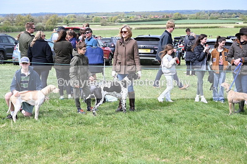 WJ6_8680 - Class 8 Best Working / Gun Dog or Bitch