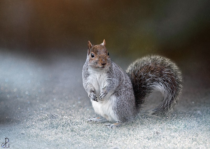 Wildlife photography by Diana Uzun