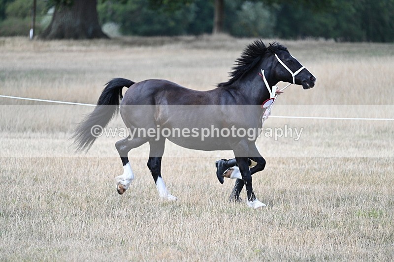 WJ7_8419 - In-hand Championship