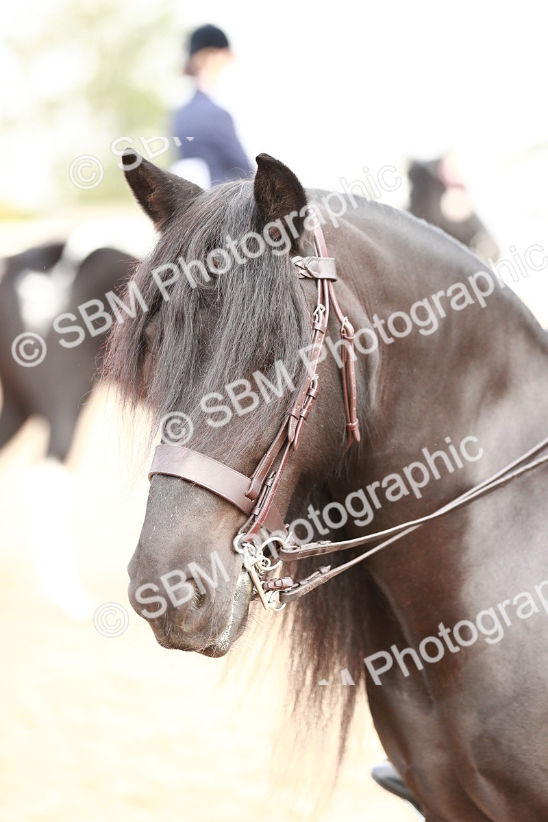 SBM_09425 - Class 202 Best Turned Out Ridden