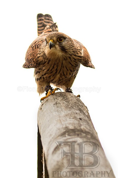 Wow April 5-9 - Birds of Prey