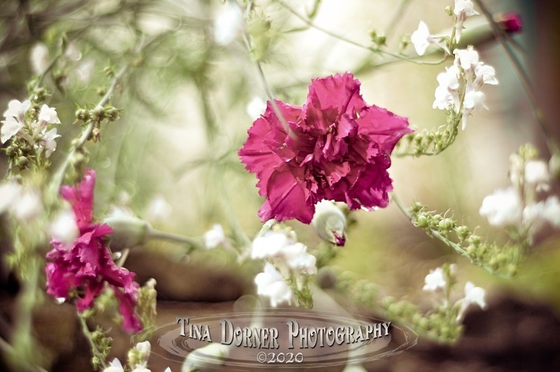 Carnations in a Garden from Plant and Flower Portfolio by Tina Dorner Photography