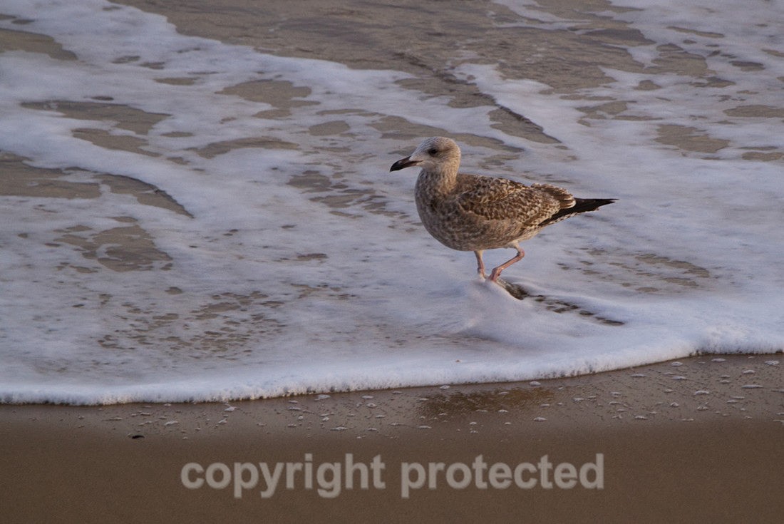 Herring Gull (inmature) - Horsey Gap - Norfolk - Birds