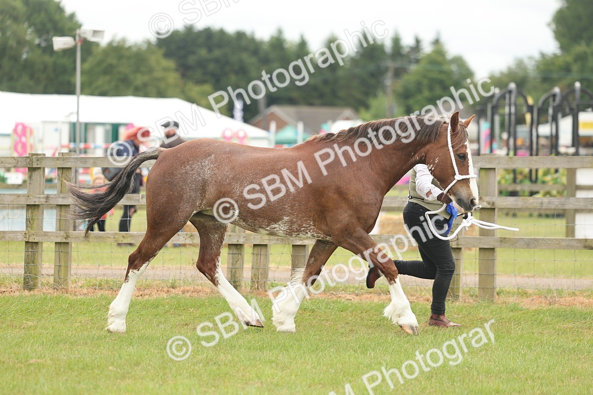 SBM_02438 - Class 50-57 - M&M Welsh Pony In Hand