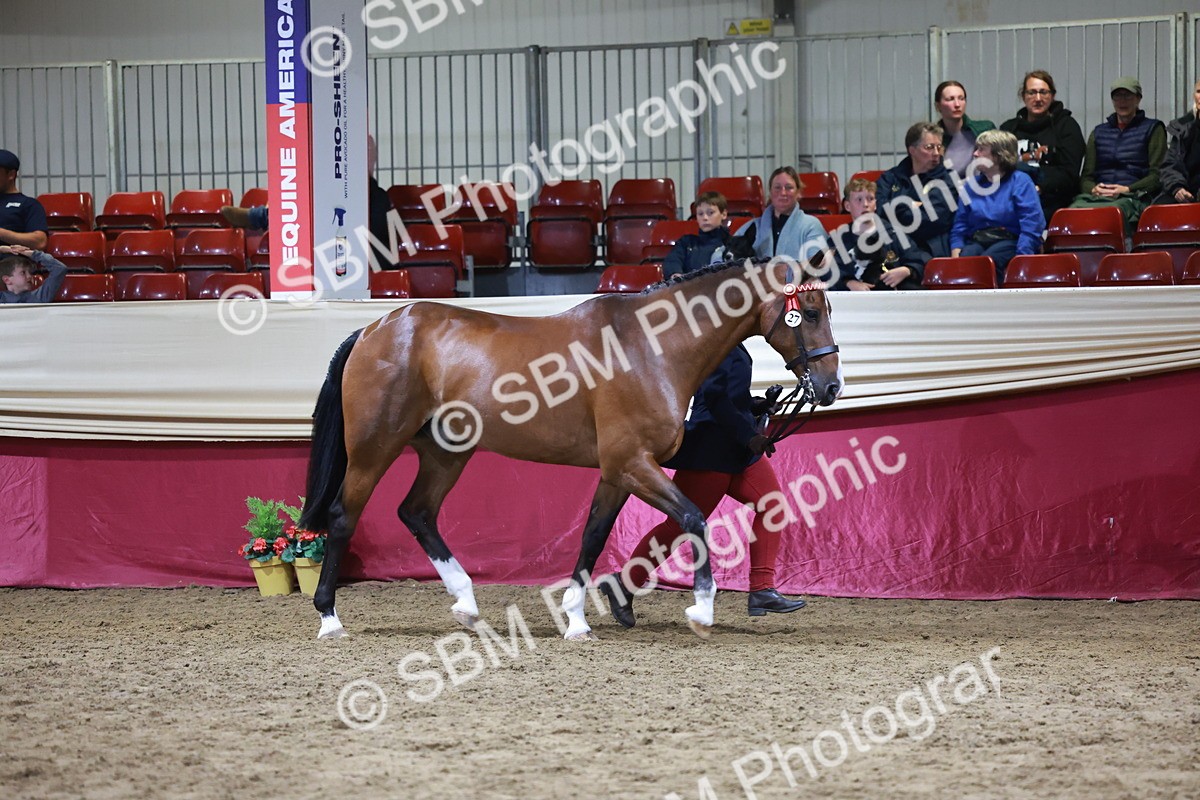 SBM_20625 - Class I - Ridden Pony Champ