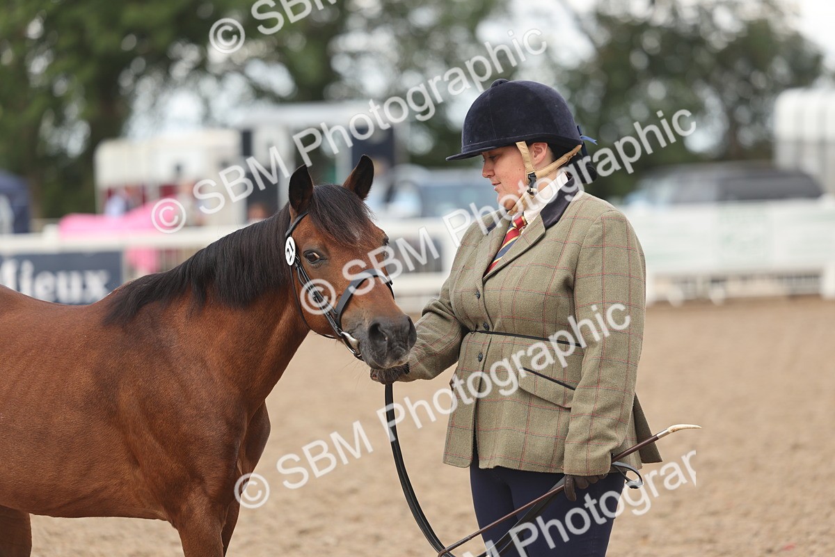 SBM_04343 - Class 17 - Prettiest Mare (IH or Ridden)