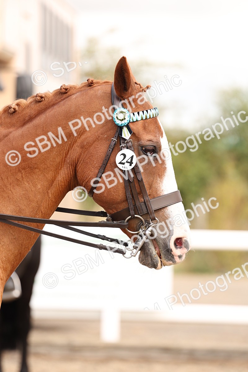 SBM_04255 - Class 54 - Riding Club Horse/Pony