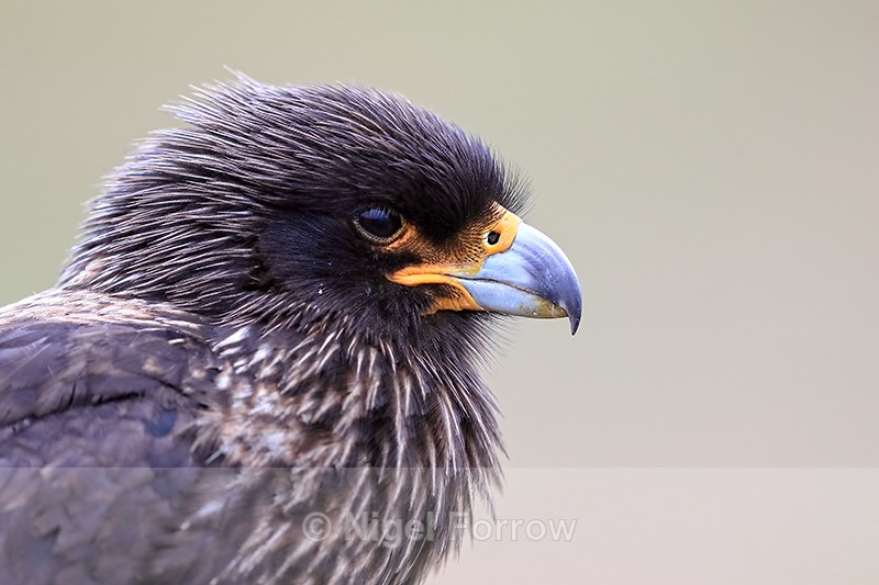 Striated Caracara head close side view, Carcass Island, Falklands - Striated Caracara