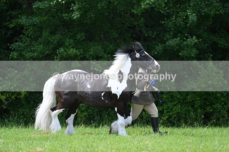 WJ7_1607 - Class 11 Condition & Turnout