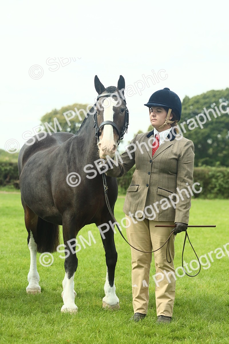 SBM_66482 - S34 - Rehabilitated Rescue Horse & Pony In Hand & Ridden