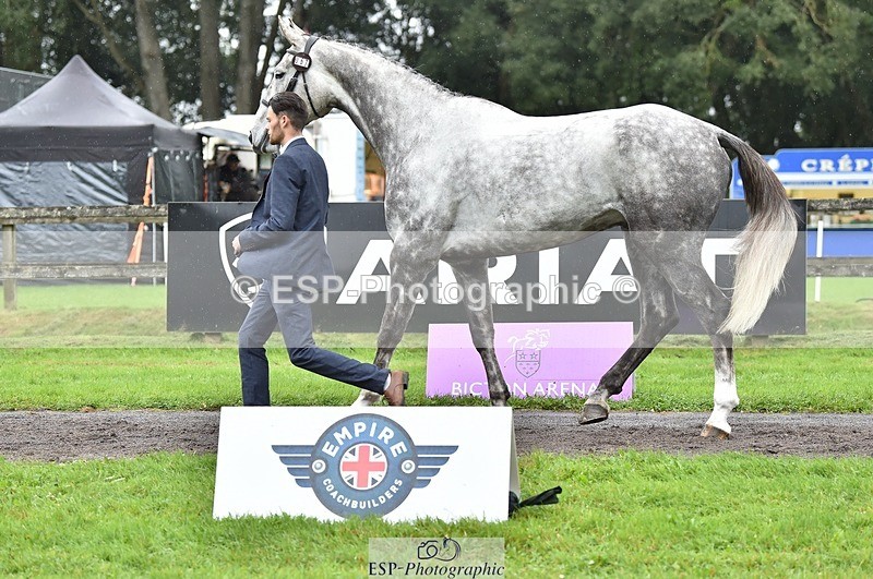 231018-124802-00534 - 067-WHIXLEY.QUALITAS-Barnie.Brotherton-TrotUp