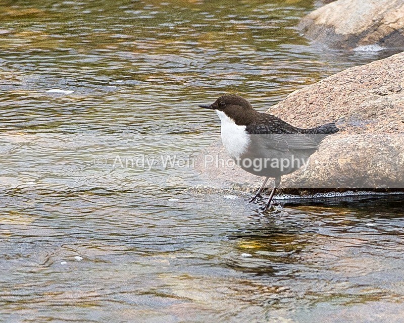 20110929-_MG_7199 - Dippers
