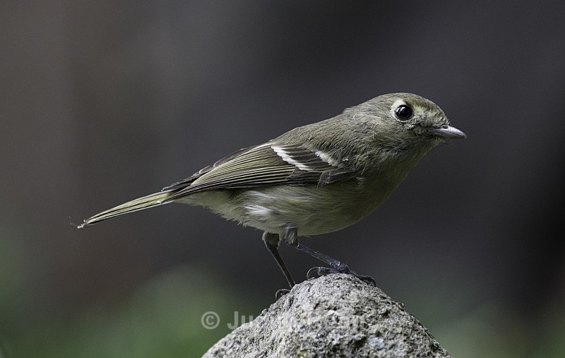 Hutton's Vireo - Backyard Birds of the Pacific Northwest