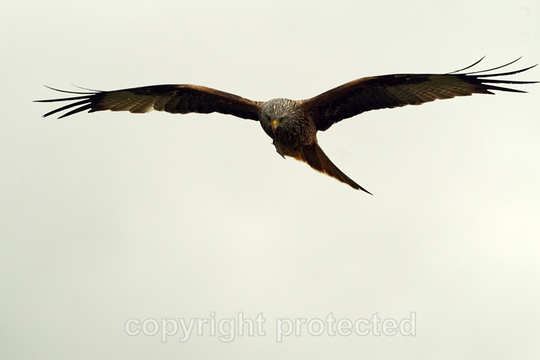 Red Kite - Hamerton Zoo - Cambridgeshire - Birds