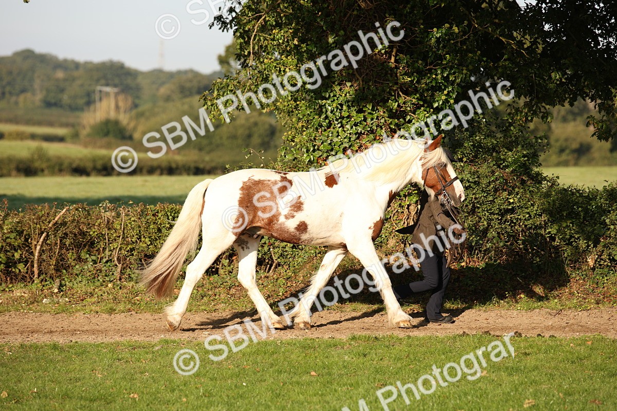 SBM_58681 - S51 - Piebald & Skewbald Horse In Hand