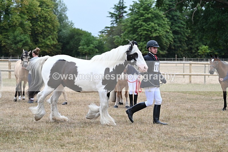 WJ7_9622 - Class 5 Most Handsome Gelding (up to 14.2hh)
