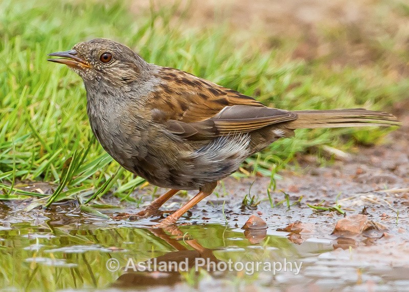 Astland Photography, Bird and Wildlife Images, Susan and Peter Wilson, U.K.