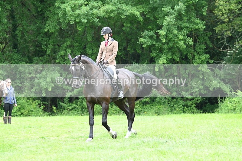 WJ7_4104 - Class 14A Handsome Gelding