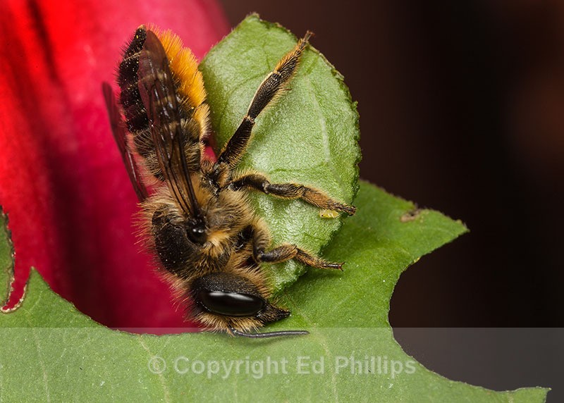 Megachile centuncularis (f) - Megachile centuncularis