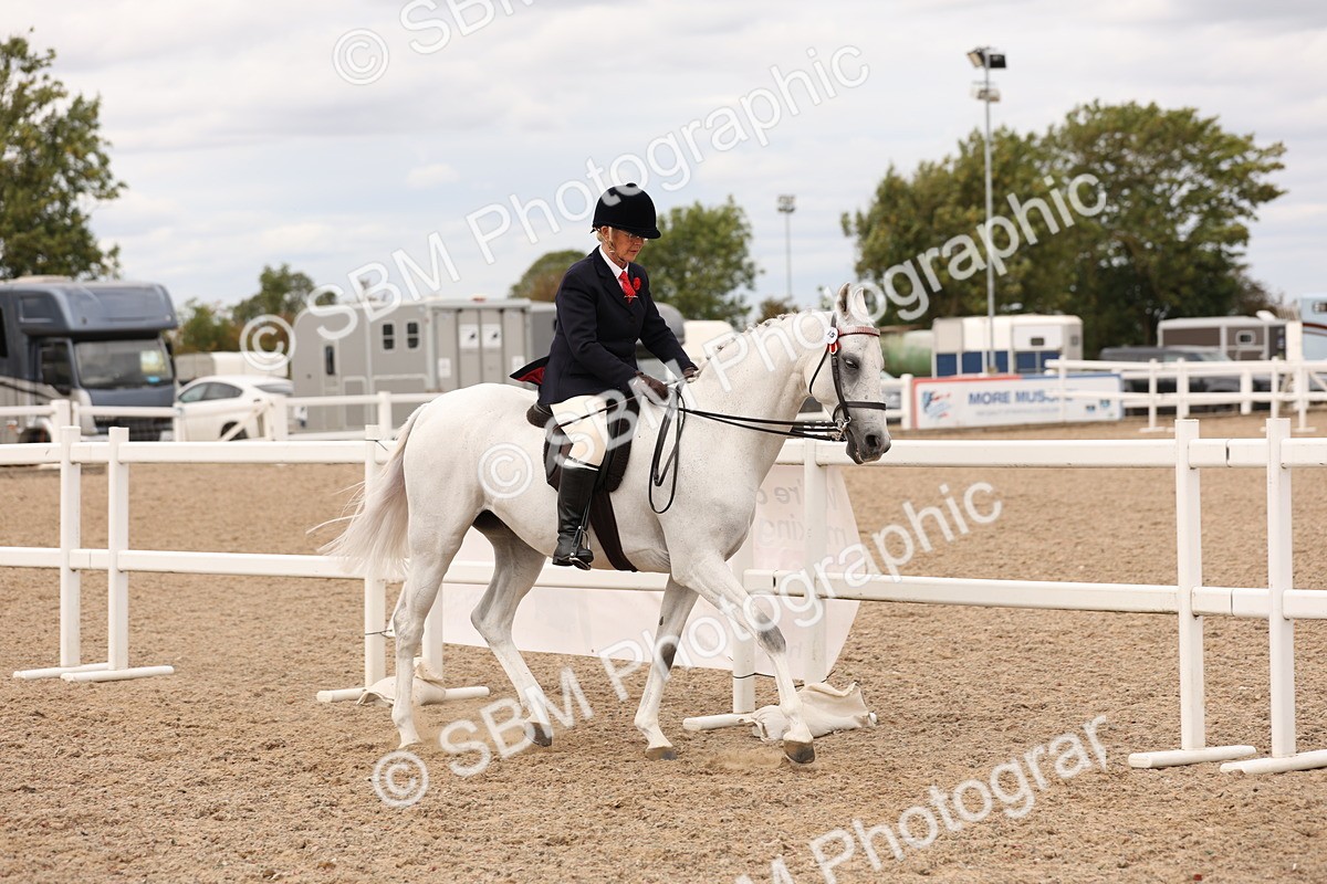 SBM_17302 - Class 214 - Ridden Hack Riding Horse