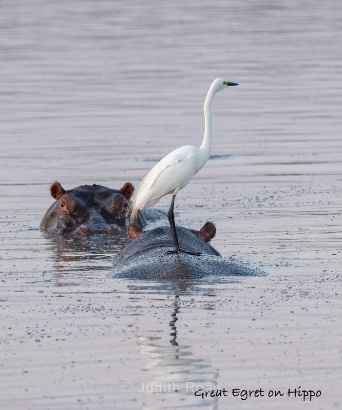  - South Africa Birds and Mammals