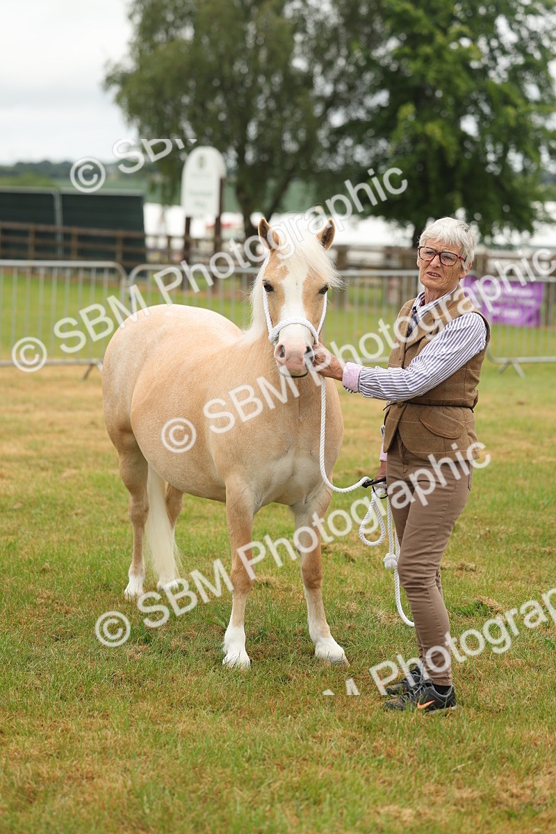 SBM_01583 - Class 50-57 - M&M Welsh Pony In Hand