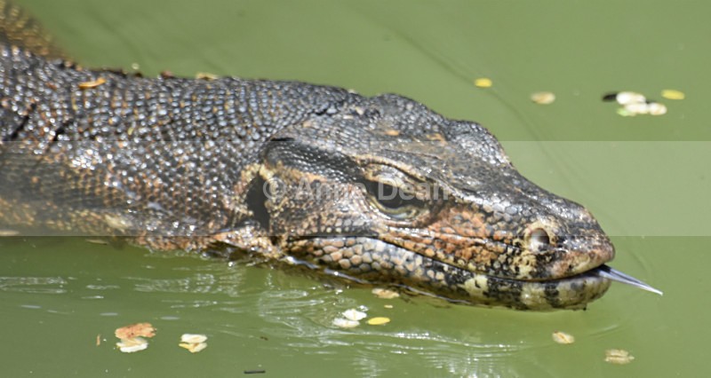 Monitoring the situation - Singapore and Kuala Lumpur (including some wildlife)