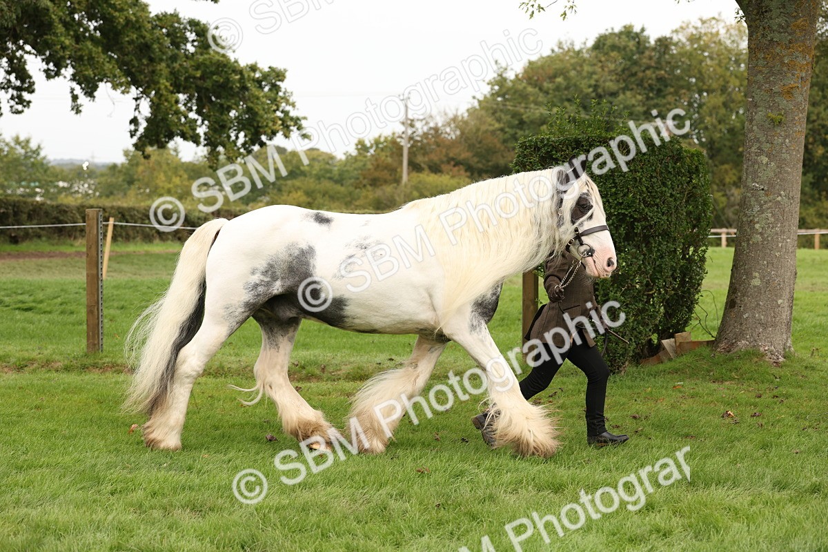 SBM_59298 - S57 - Traditional Cob In Hand