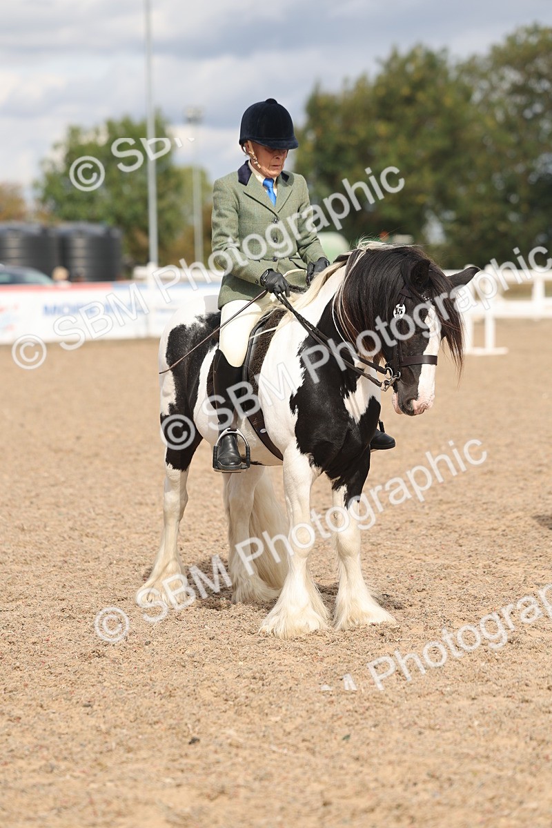 SBM_14668 - Class 307 - Ridden Coloured Pony