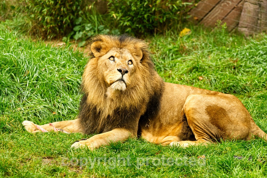 African Lion - Bailey - Big Cats