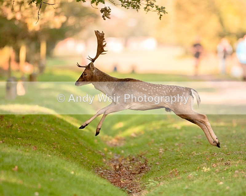 20111022-_MG_6772 - Fallow Deer