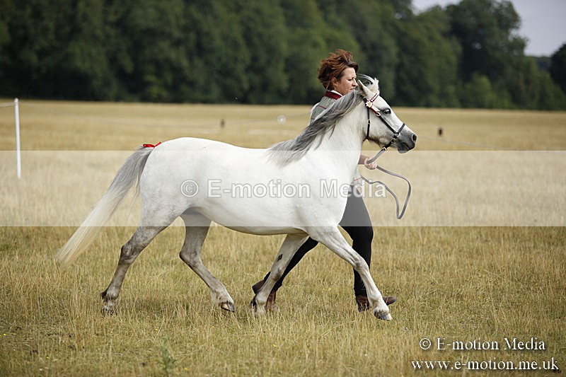 _C7A9223 - BVRC Sow 2018 Ring 2