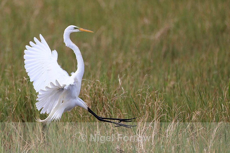 Great Egret landing, Viera Wetlands, Florida - Great Egret