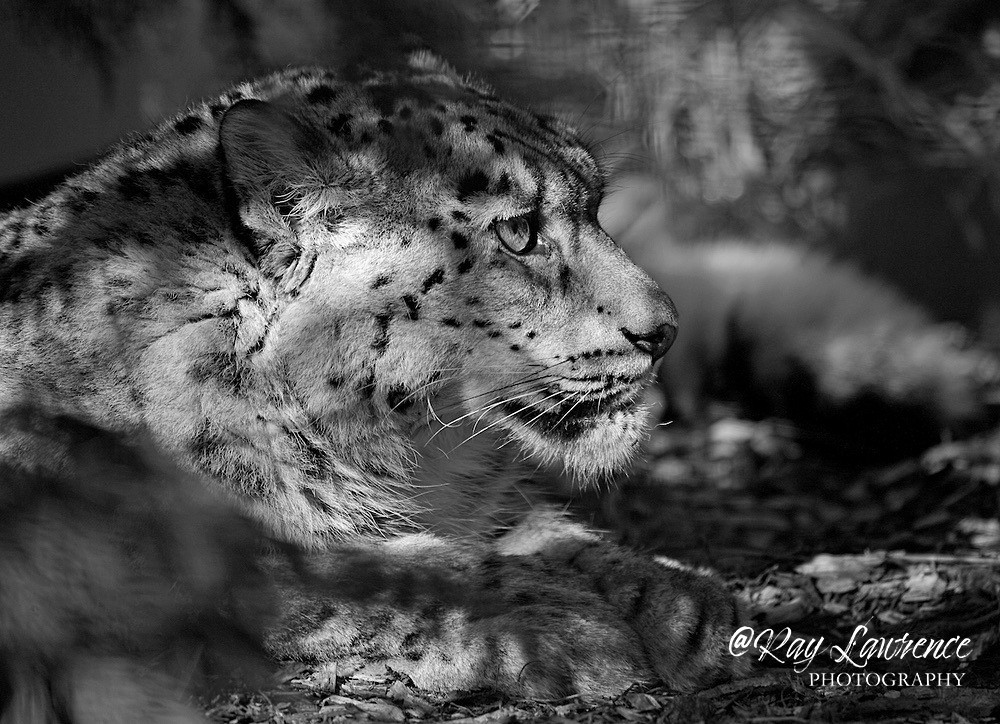 5386 bw snow leopard - Wildlife - Other