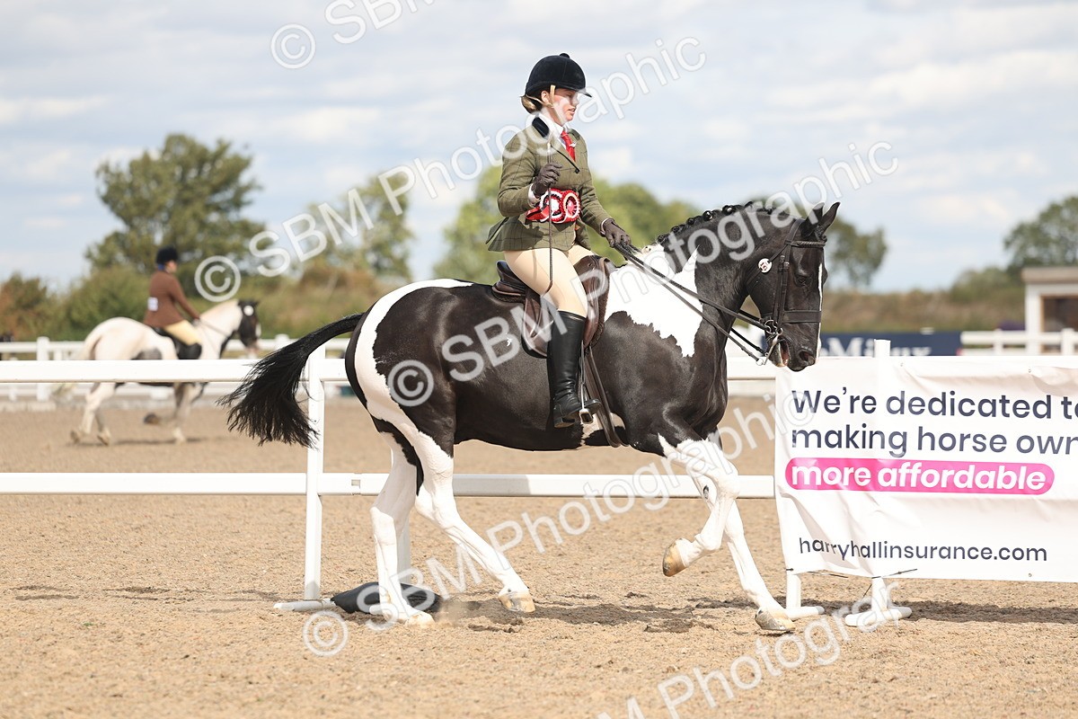 SBM_14869 - Class 308 - Ridden Coloured Horse