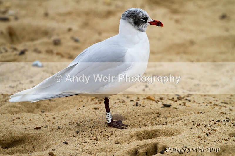 20101128-3683 - Mediterranean Gull