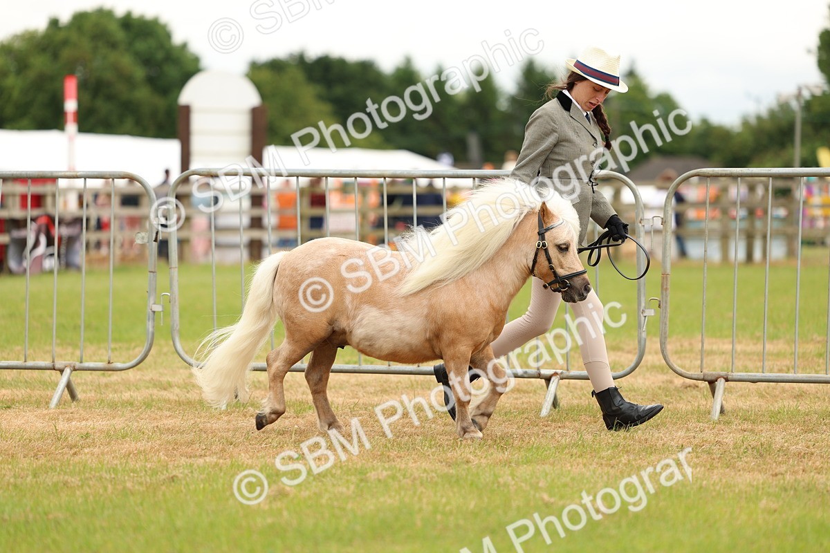 SBM_04447 - Class 64-67 - Shetland Pony In Hand