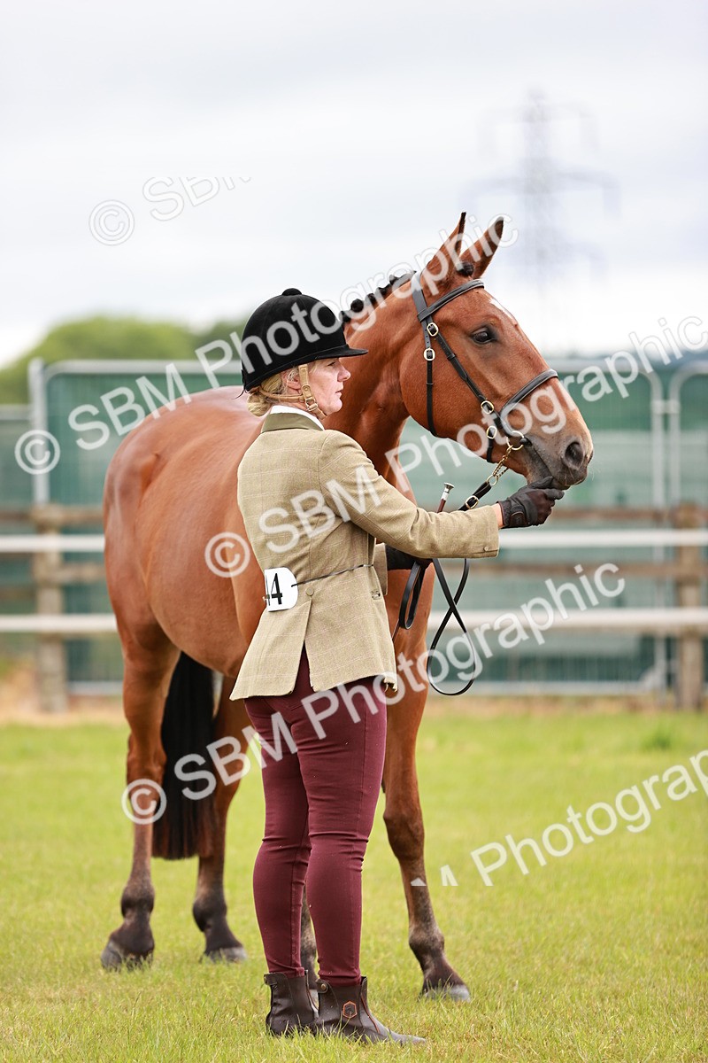 SBM_00791 - Class 26-30 Sport Horse In Hand