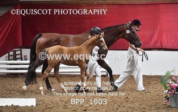 BPP_1903 - AFTERNOON 12.30 - 3.30PM