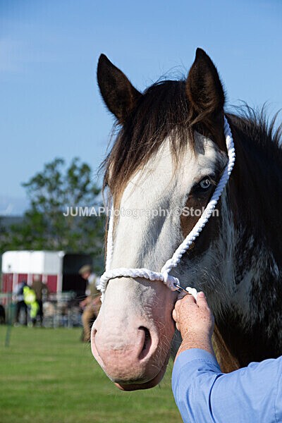 DSC_0055 - Ring 1
